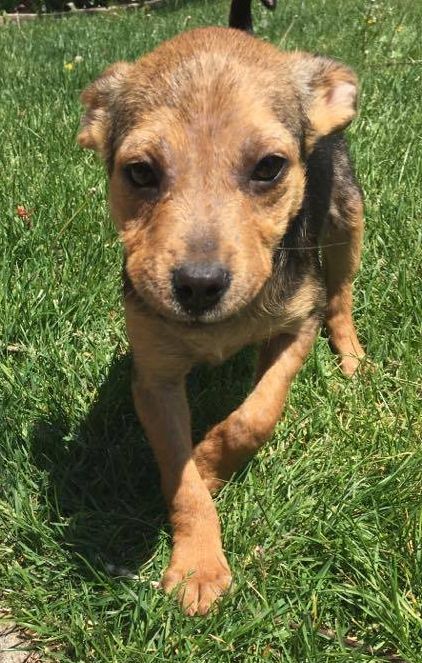 D20 Litter-Jasmine - ADOPTED