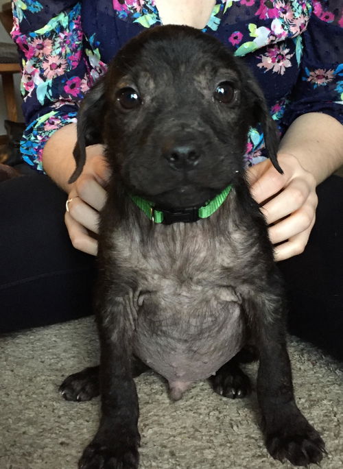 D20 Litter-Baloo - ADOPTED