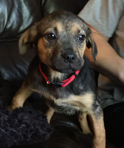 D20 Litter-Ed ADOPTED