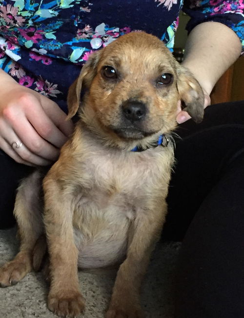 D20 Litter-Simba - ADOPTED