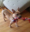 Tula - ADOPTED