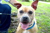 Tula - ADOPTED