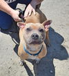 Tula - ADOPTED