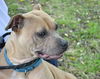 Tula - ADOPTED
