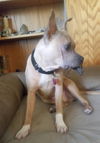 Tula - ADOPTED