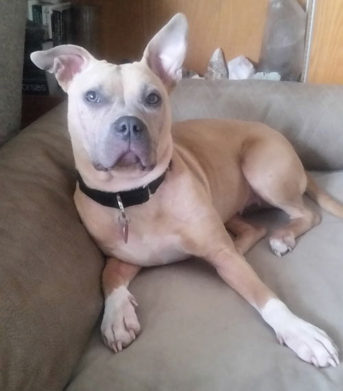 Tula - ADOPTED