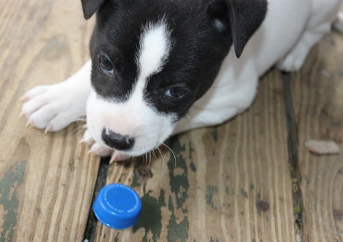 D21 Litter-Sky ADOPTED