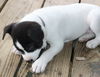 D21 Litter-Sky ADOPTED
