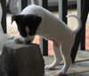 D21 Litter-Sky ADOPTED