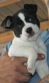 D21 Litter-Sky ADOPTED