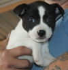 D21 Litter-Sky ADOPTED