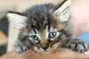 Star ADOPTION PENDING