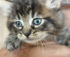 Star ADOPTION PENDING