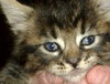 Star ADOPTION PENDING