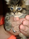 Star ADOPTION PENDING