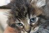 Star ADOPTION PENDING