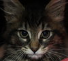Star ADOPTION PENDING