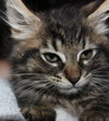 Star ADOPTION PENDING