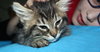 Star ADOPTION PENDING