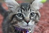Star ADOPTION PENDING