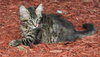 Star ADOPTION PENDING