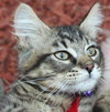 Star ADOPTION PENDING