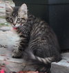Star ADOPTION PENDING