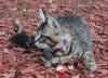 Star ADOPTION PENDING