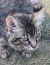 Star ADOPTION PENDING