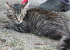 Star ADOPTION PENDING