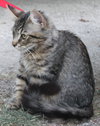 Star ADOPTION PENDING