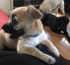 Stan ADOPTION PENDING