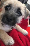 Stan ADOPTION PENDING