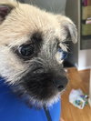 Stan ADOPTION PENDING
