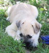 Stan ADOPTION PENDING