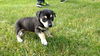 D22 Litter- Paige ADOPTED