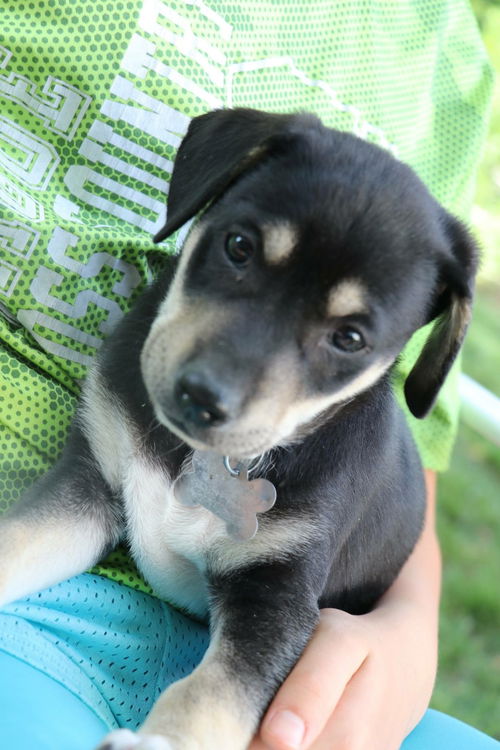 D22 Litter- Paige ADOPTED