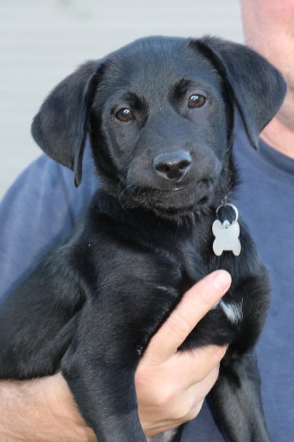 D22 Litter- Percy ADOPTED