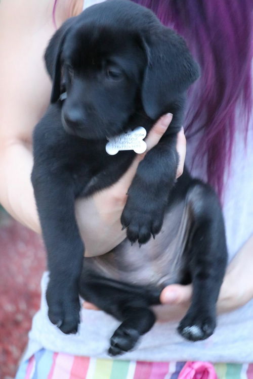D22 Litter- Perry ADOPTION PENDING