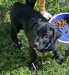 D22 Litter-Pickles -  ADOPTED