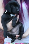 D22 Litter-Pickles -  ADOPTED