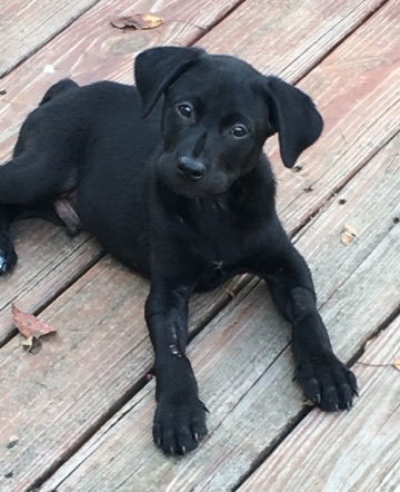 D22 Litter-Pickles -  ADOPTED