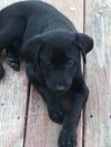 D22 Litter-Pickles -  ADOPTED