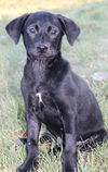 D22 Litter-Pickles -  ADOPTED