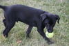 D22 Litter-Pickles -  ADOPTED