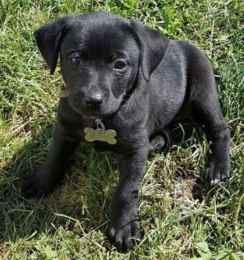 D22 Litter- Pammy ADOPTED