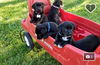 D22 Litter- Pammy ADOPTED