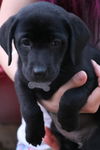 D22 Litter- Pammy ADOPTED