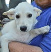 D23 Litter- Nova ADOPTED