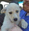 D23 Litter- Timber ADOPTED
